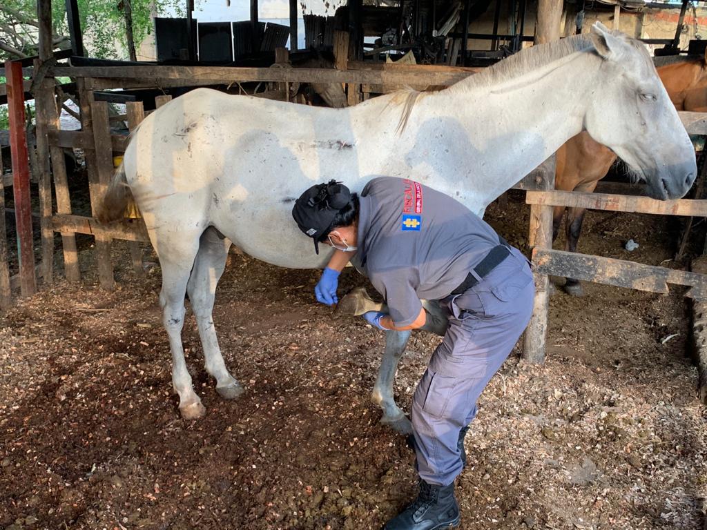 Siete caballos cocheros de Cartagena fueron retenidos por malas condiciones