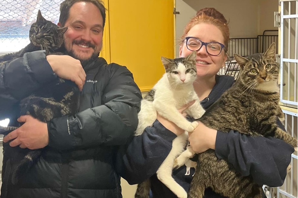 Fueron al refugio en busca de un gato, pero terminaron enamorándose de dos gatos más