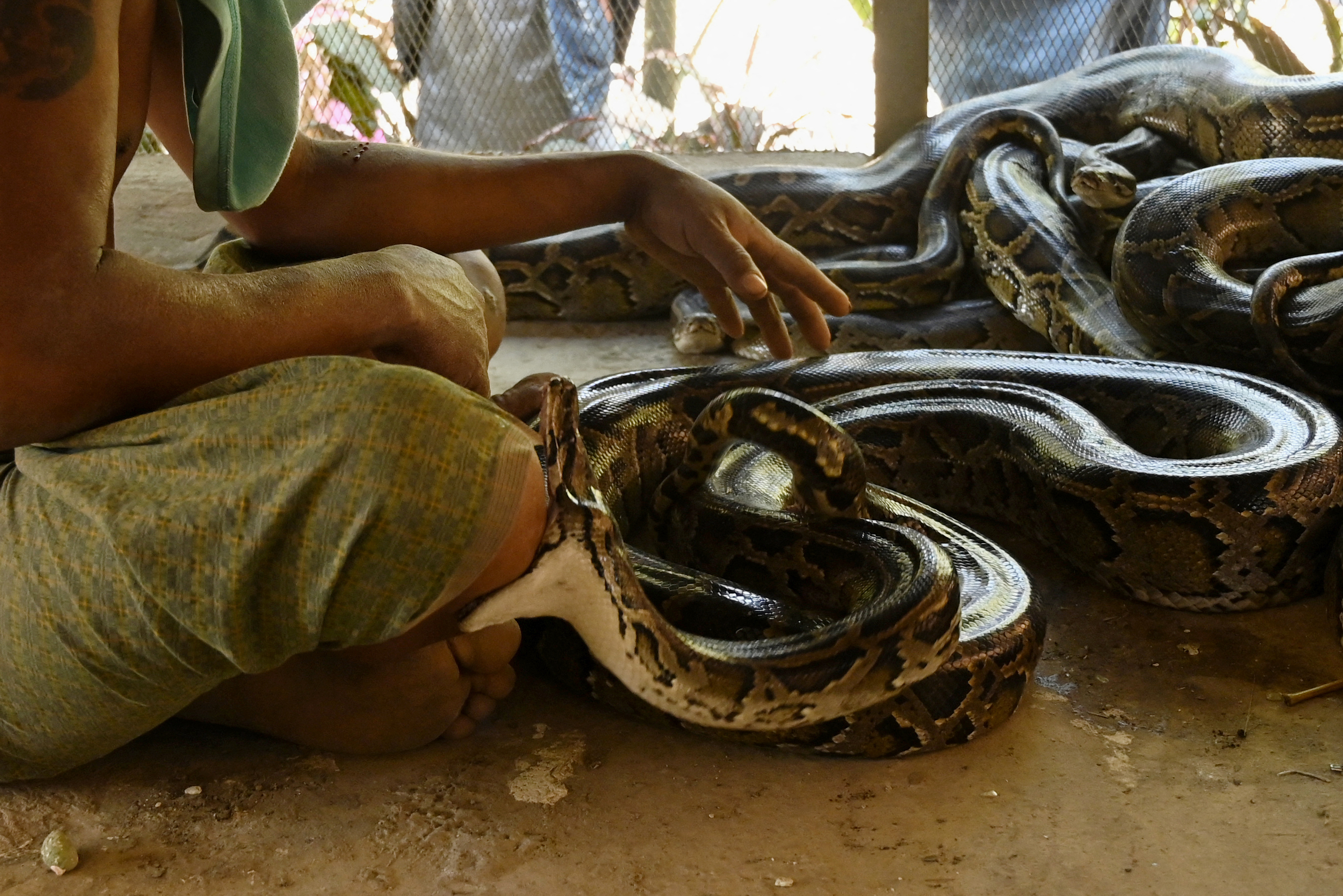 La misión del principal escuadrón de eliminación de serpientes de Myanmar es atrapar a las pitones y engatusar a las cobras para que no se enreden peligrosamente con el mundo humano y devolverlas a sus hábitats naturales.