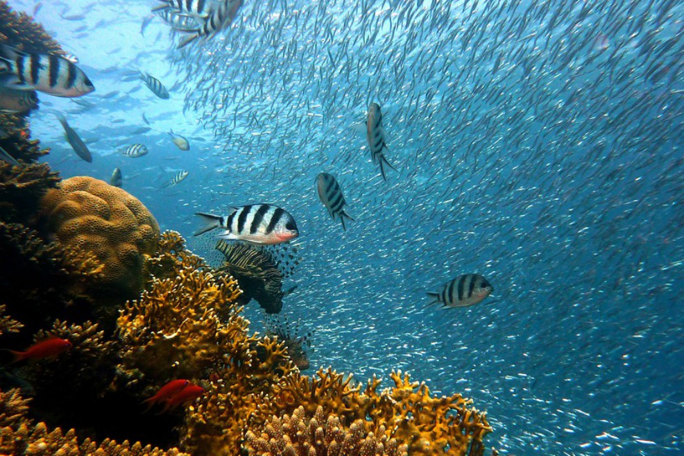 Los peces se vuelven más tímidos por la pesca submarina