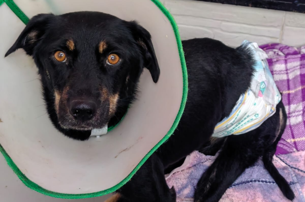 Timoteo, un perrito discapacitado, requiere apoyo para una operación urgente