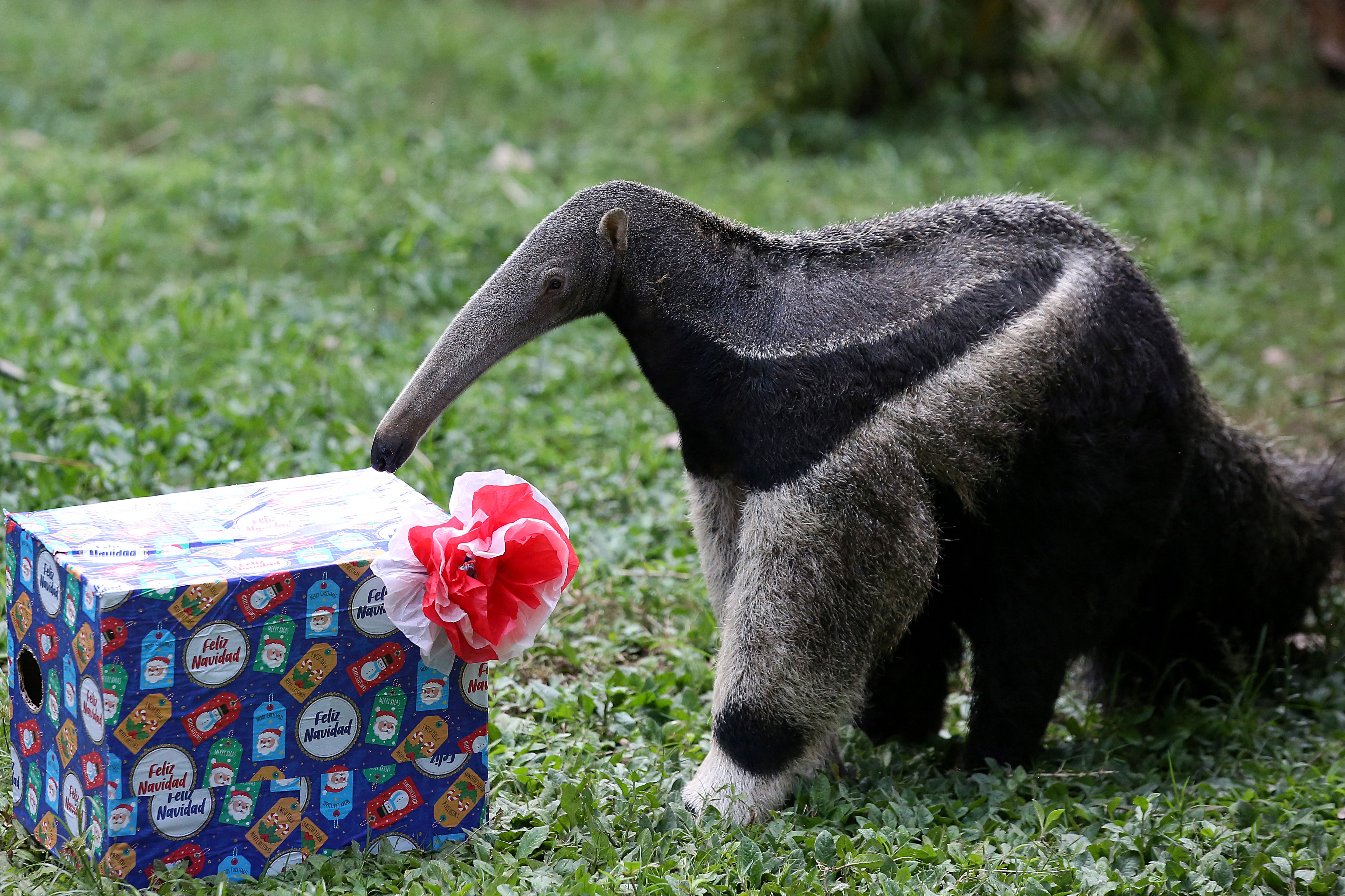 Así es la Navidad de los animales en el zoológico de Cali