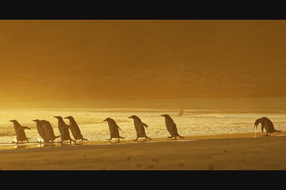 Podría vomitar: Esta foto fue tomada al amanecer en las Islas Malvinas, allí un grupo de pingüinos papúa se fue a la orilla para ir a pescar. Uno de ellos tuvo que detenerse para vomitar.