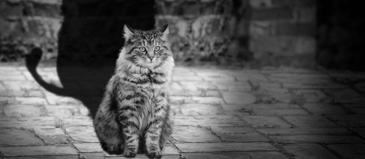 Razas de gatos: las 4 más grandes para que tengas en casa