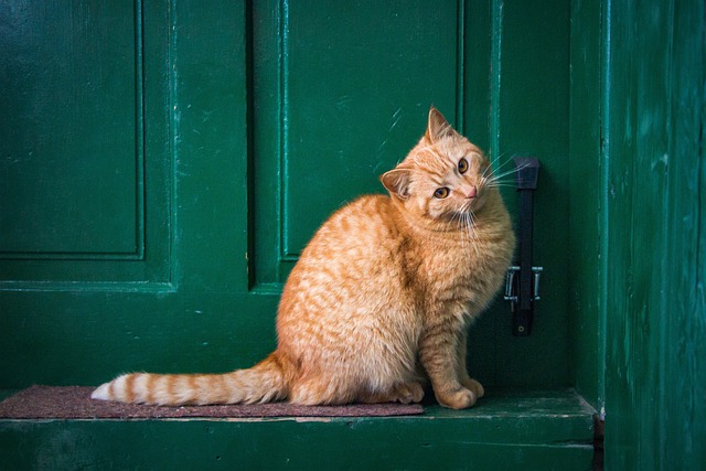 ¿Qué significa cuando un gato extraño llega a su casa?