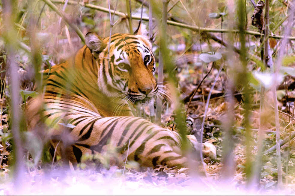 El cambio climático podría acabar con el hogar de los tigres de bengala en 50 años