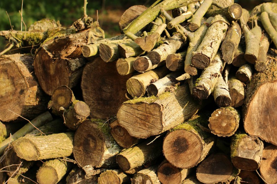 Para controlar la deforestación, instalan sensores inalámbricos en el Amazonas
