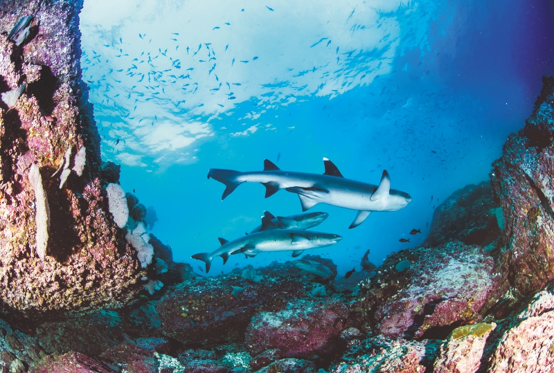 El crítico panorama de los tiburones y las rayas en los arrecifes de coral