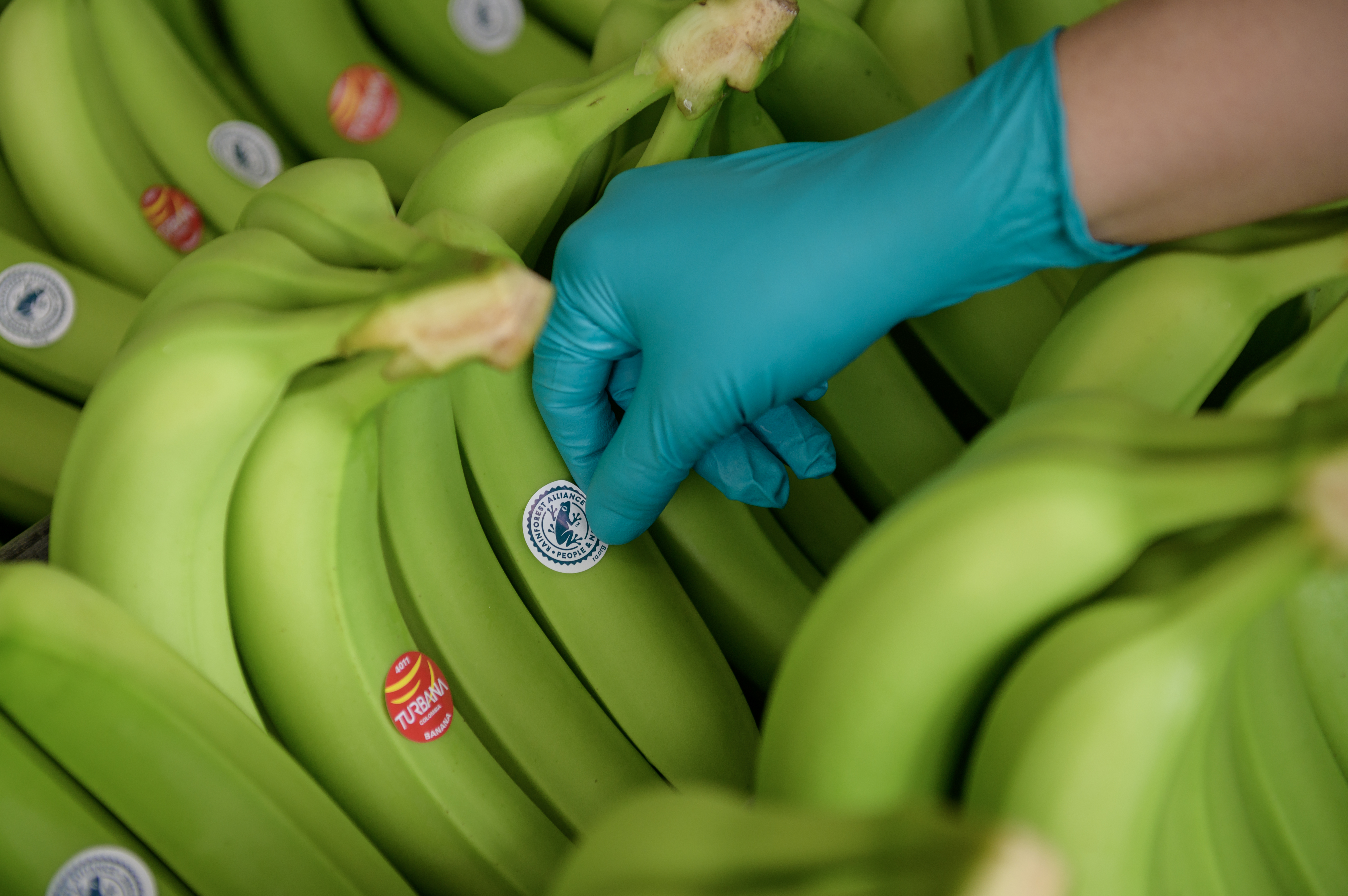 Unibán exportó 36 millones de cajas de banano y Plátano en 2023.