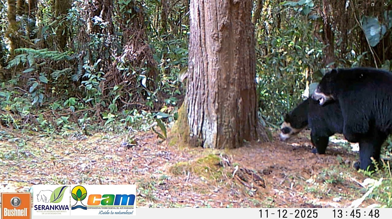 Registran el apareamiento de una pareja de osos andinos en San Agustín, Huila