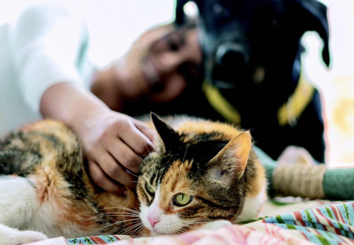 Embargo de mascotas: ¿los animales son bienes o miembros de la familia?