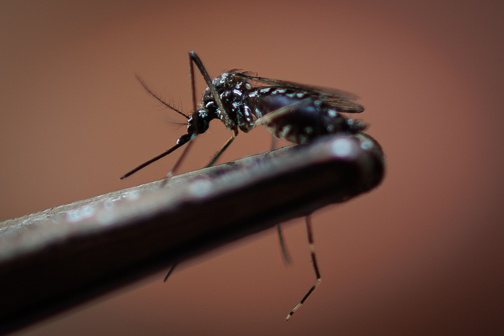‘Enfermedades transmitidas por mosquitos han aumentado drásticamente’: OMS