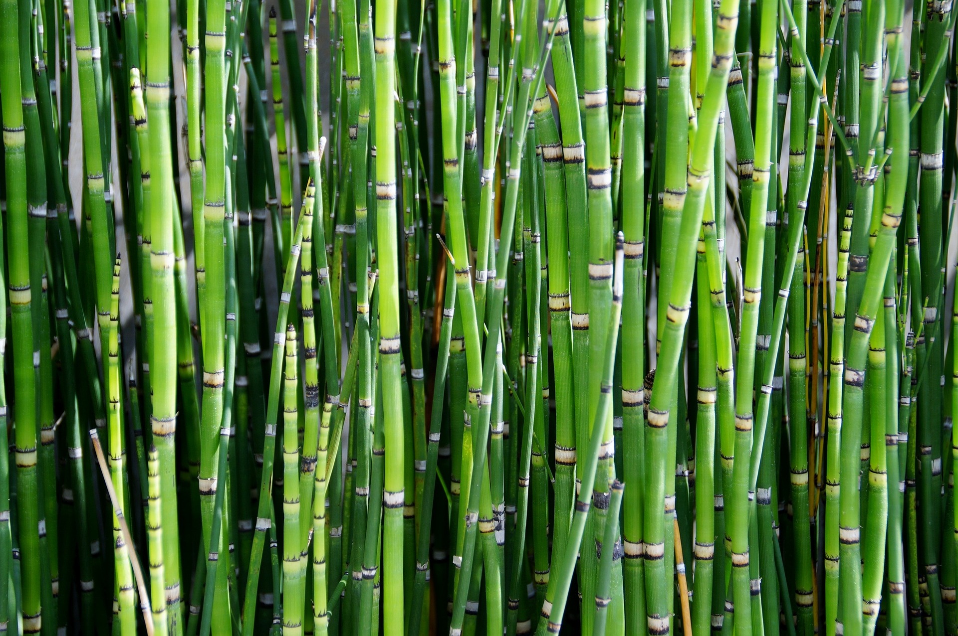 Plantas de los pantanos: variedades que también puede tener en la sala de su casa