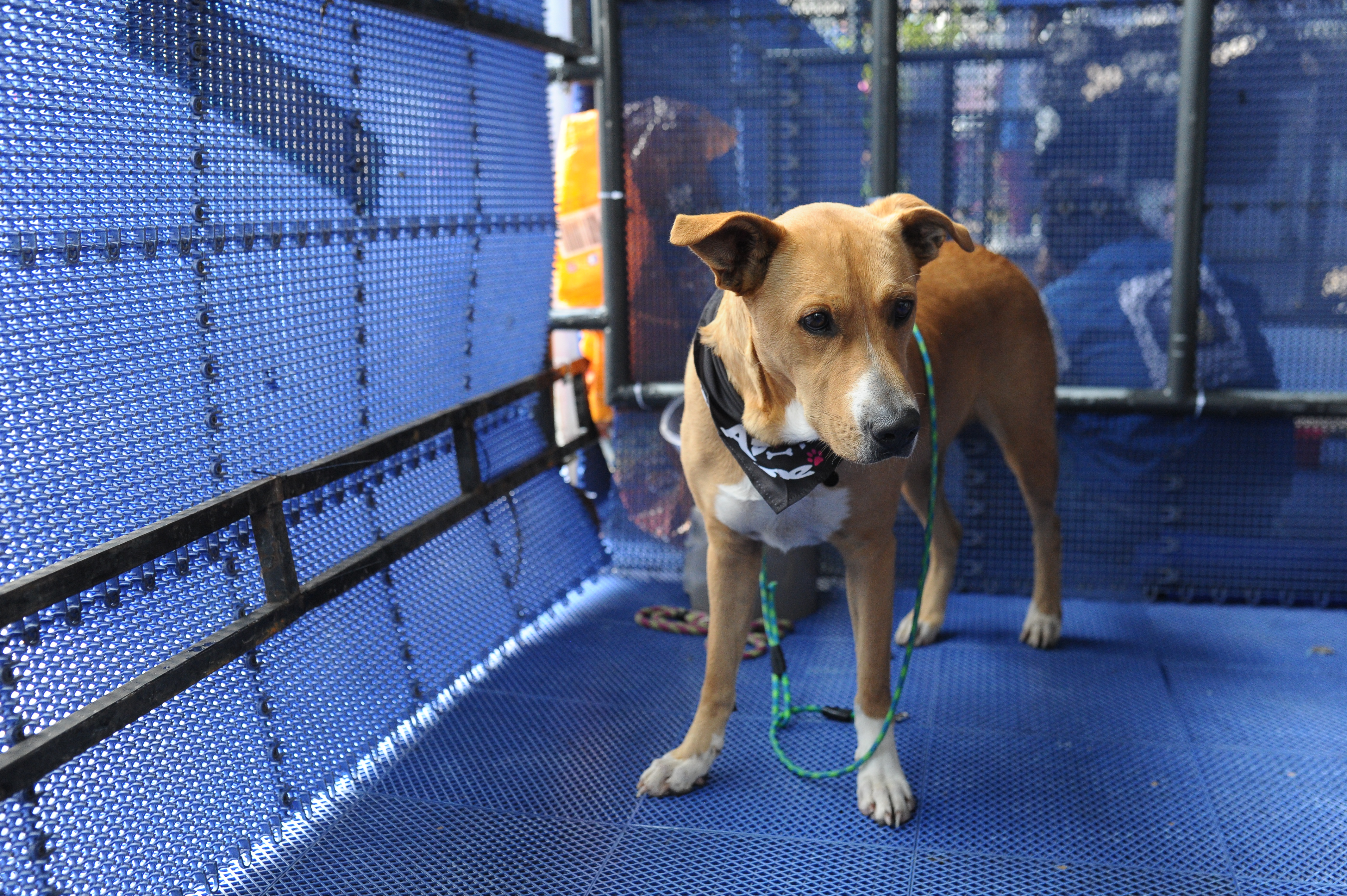 Peluditos con Futuro: más de 200 animales vulnerables esperan por un hogar