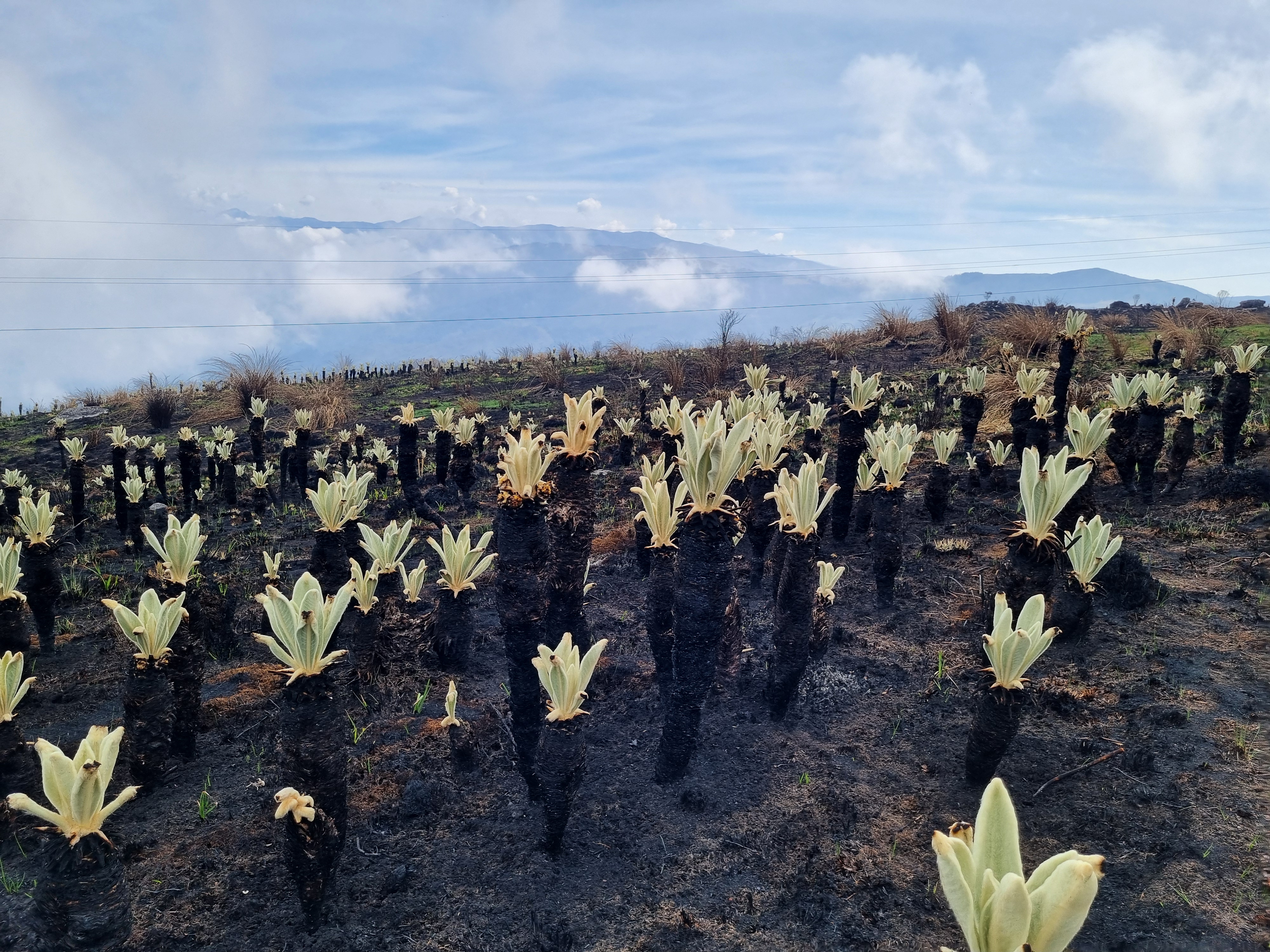 Recuperación del páramo de Berlín es positiva seis meses después de los incendios