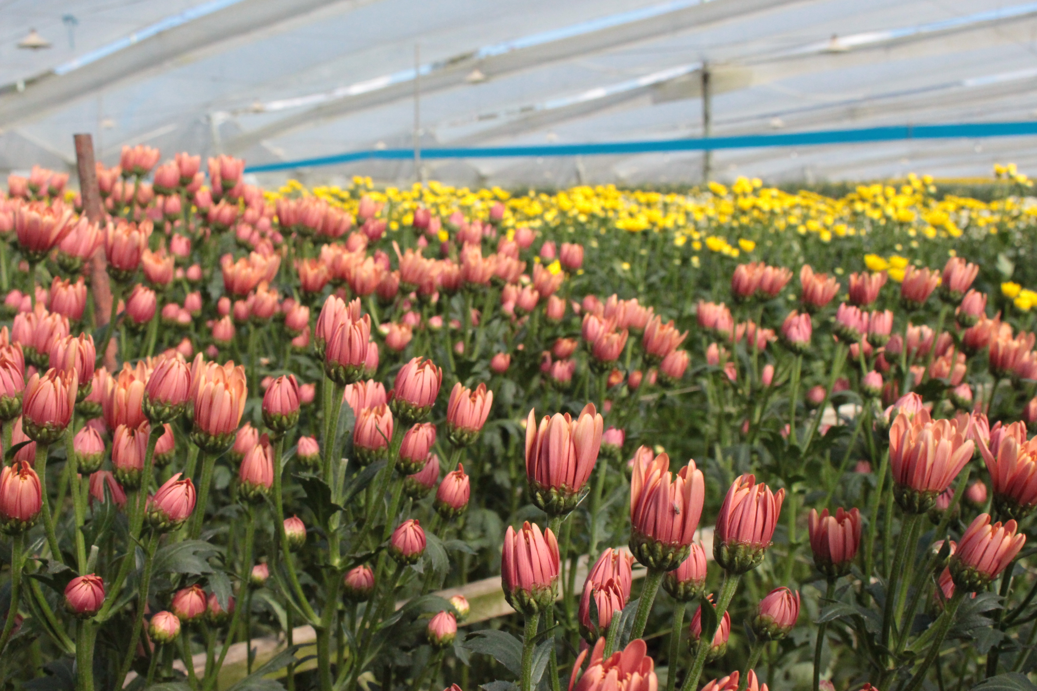 Flores para San Valentín: curiosidades y datos de la floricultura colombiana