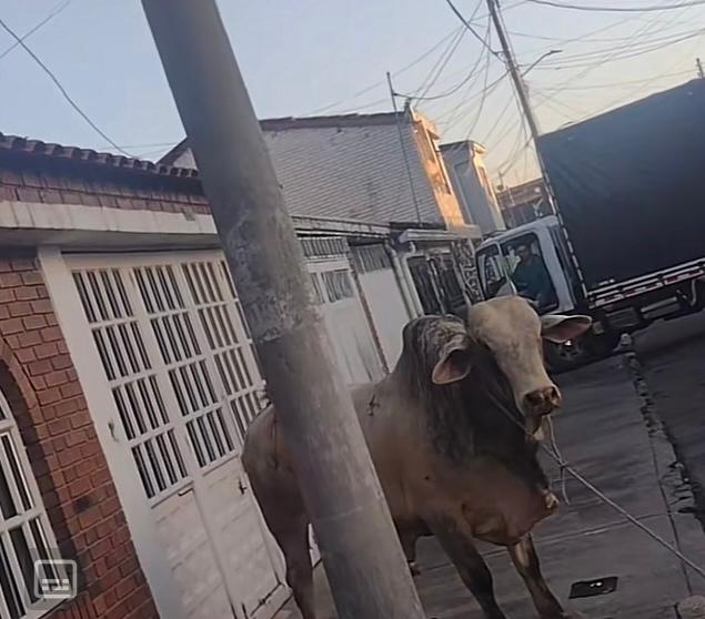 Video: toro se escapó del camión que lo transportaba y ahora piden su libertad