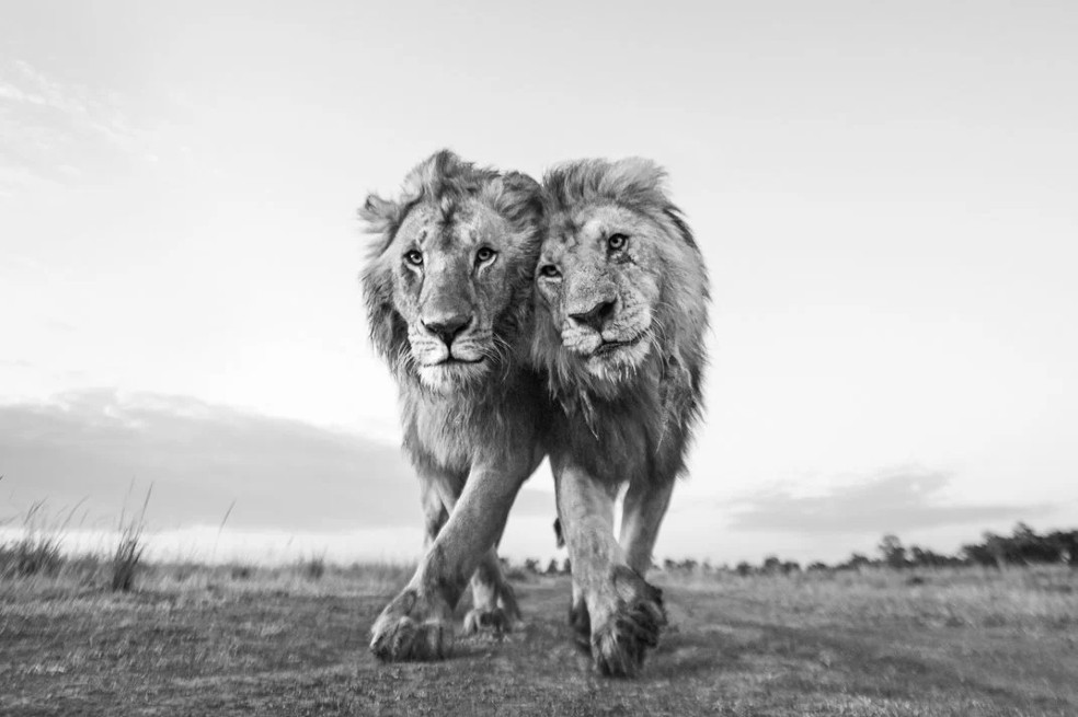 En Vida Salvaje, dos leones, uno de ellos llamado Morani, caminan por la sabana en Maasai Mara, en Kenia. "Hay un indicio de una brisa tenue. De lo contrario, reina una quietud pura", señala en un comunicado Anup Shah, del Reino Unido.