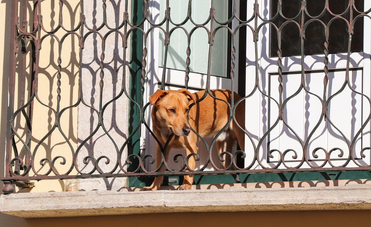 Lo que dice la ley sobre tener a un perro en terrazas o balcones