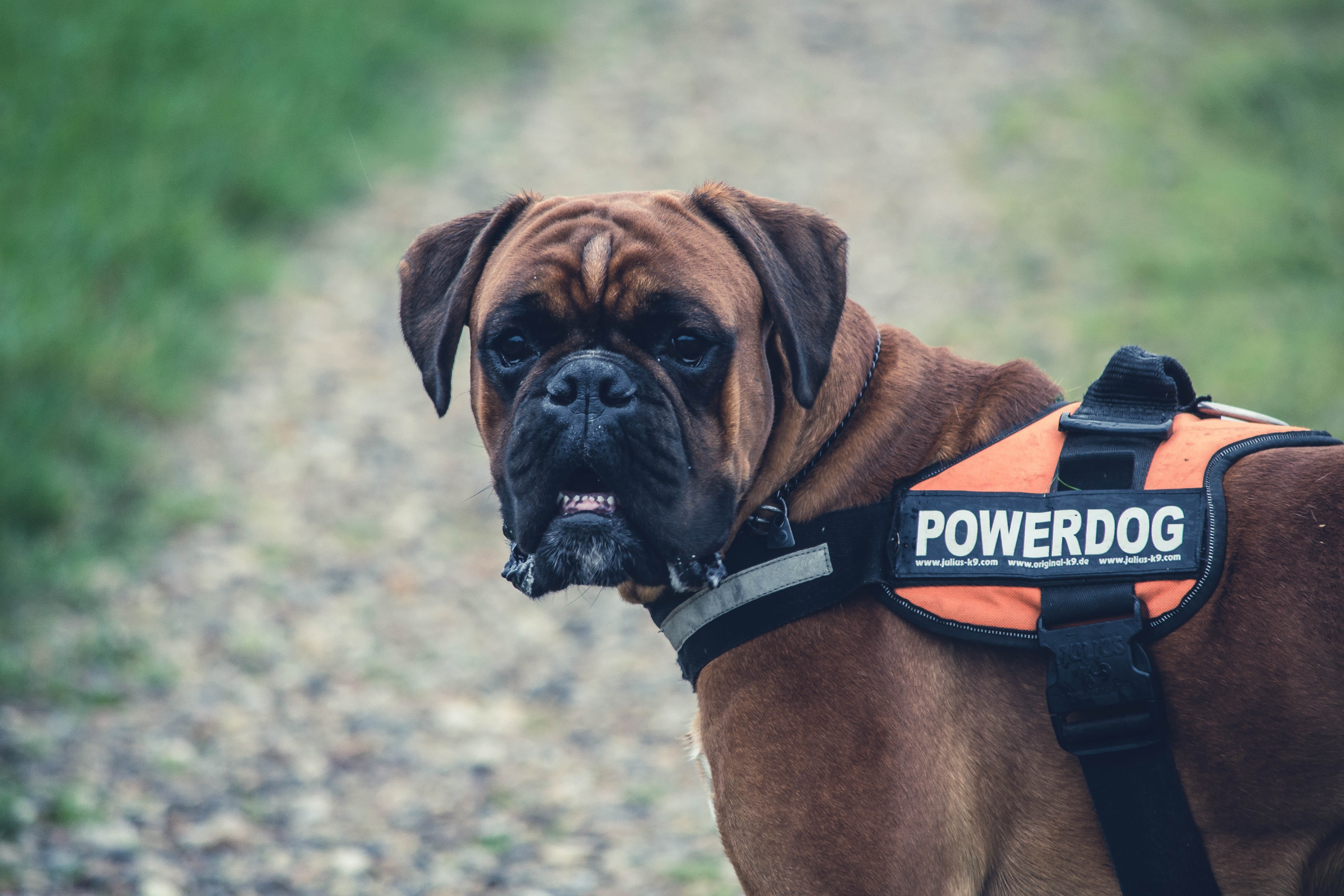 Cuál es la mejor raza de perro guardián