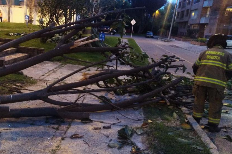 Dos heridos dejó caída de árbol en Bogotá
