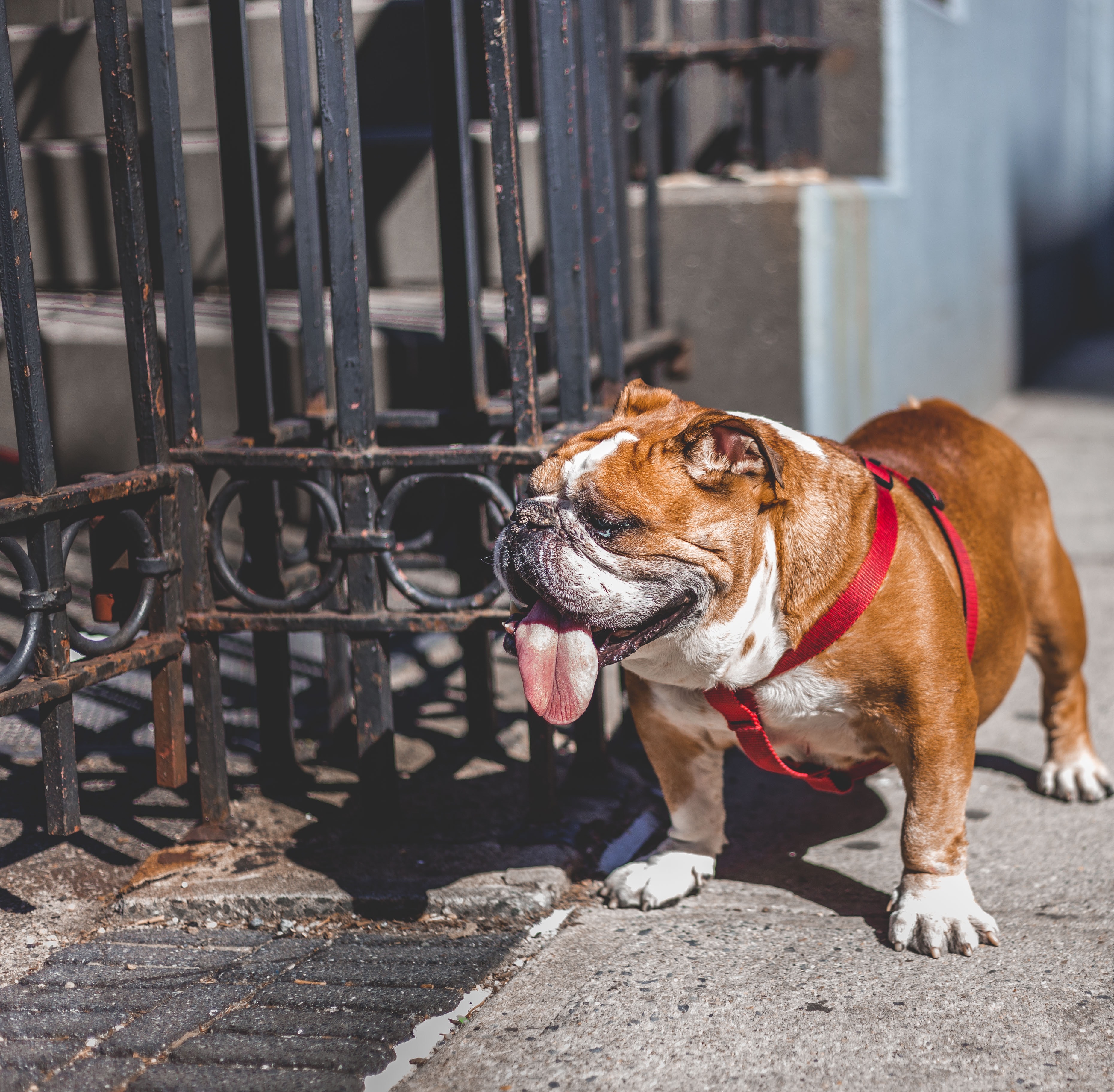 Bulldog inglés: características y personalidad de esta raza de perros