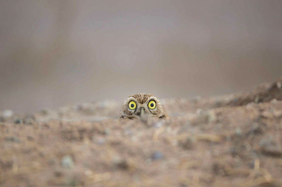 Los finalistas del concurso de fotografía cómica de fauna silvestre