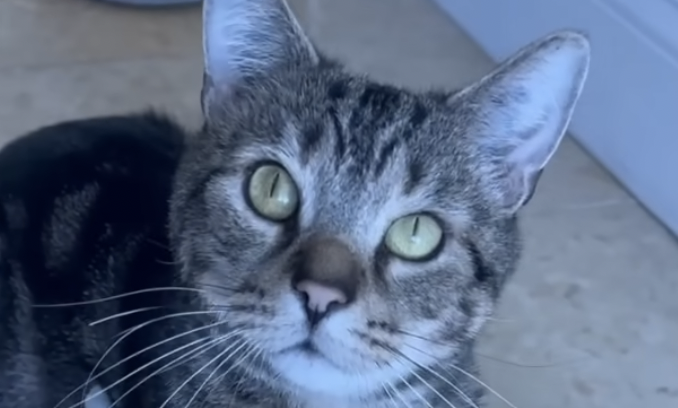 La historia de Bagel el gato: pasó de ser experimento de laboratorio a “curar corazones”