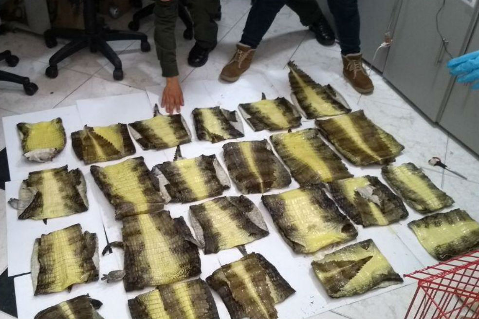 Incautan en Bogotá piel de babilla proveniente de la Costa