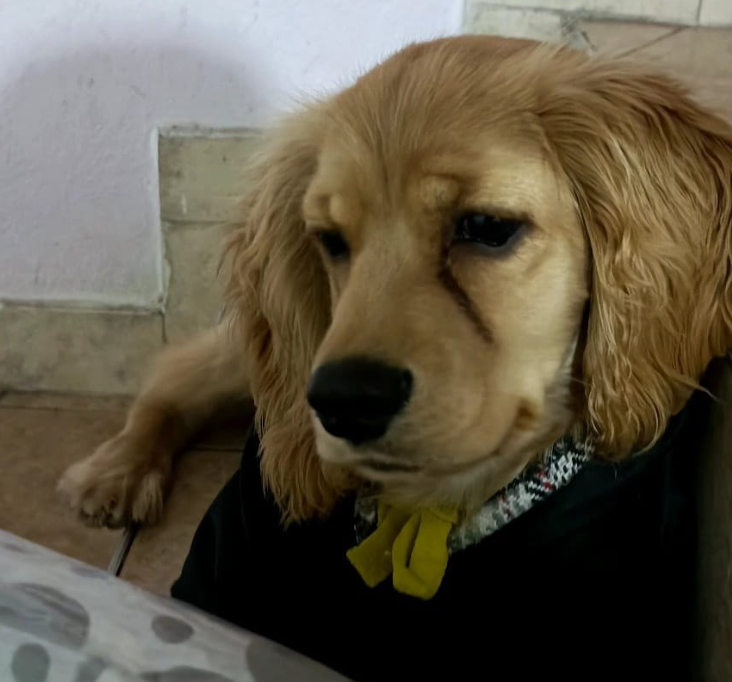Perro