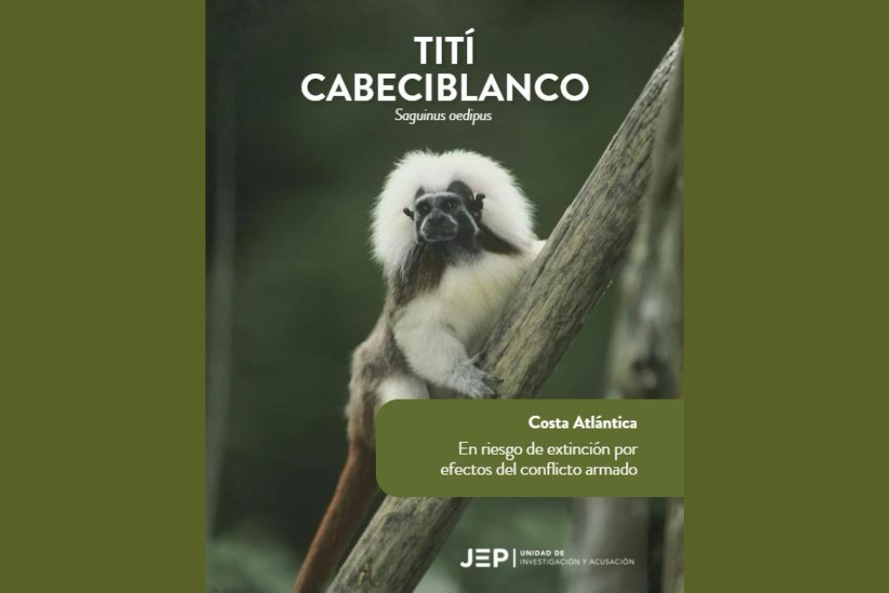 Tití cabeciblanco (Saguinus oedipus): También conocido como mono tití cabeciblanco o tamarino cabeza de algodón. De acuerdo con el informe de la JEP, algunos monos, por sus sonidos característicos, han sido utilizados por parte de los grupos armados “en dinámicas de vigilancia que combinan observación del entorno y conocimiento empírico del territorio”.