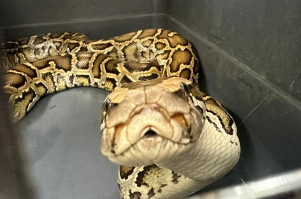 Colombiano tenía como mascota a una de las serpientes más grandes del mundo