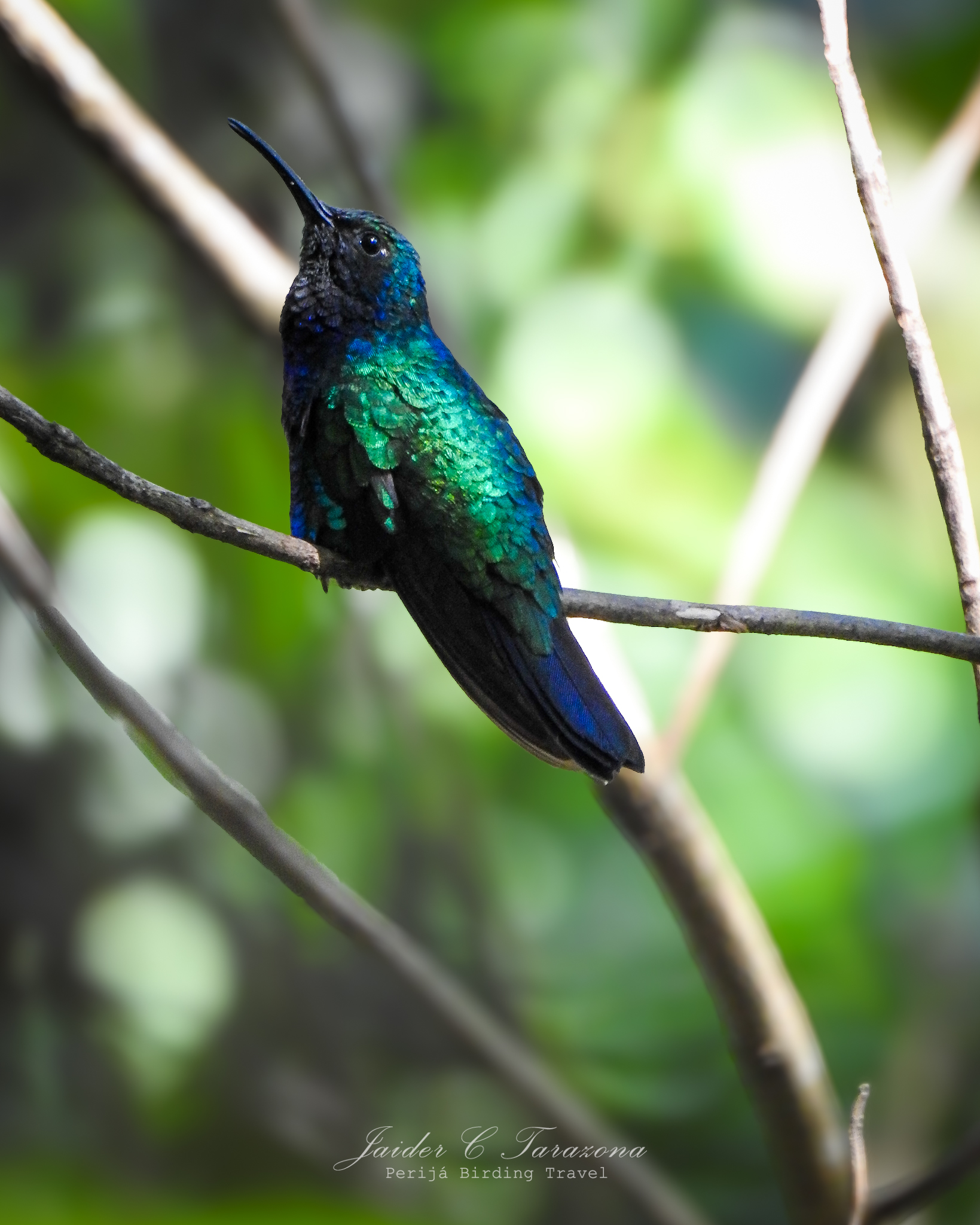 Turismo de naturaleza en la Ciénaga Grande de Santa Marta