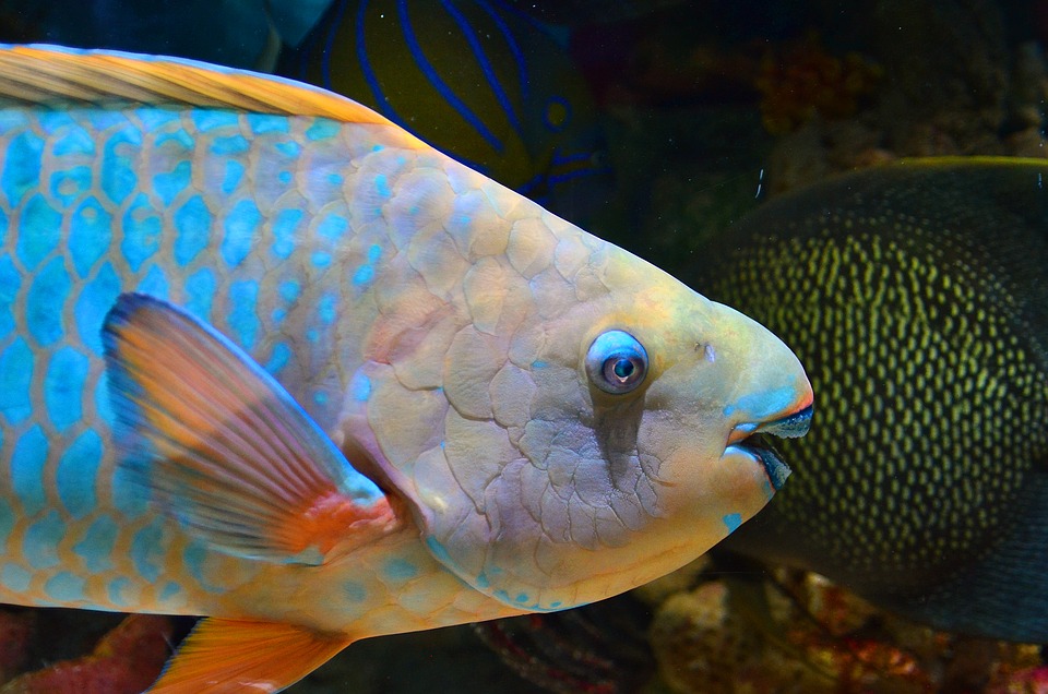 Proteger al pez loro, la clave para salvar los arrecifes de coral de Providencia