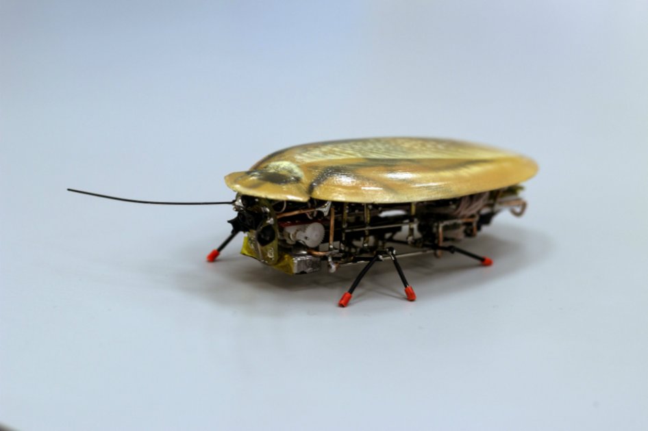 Fotografía facilitada por la Universidad Immanuel Kant de Kaliningrado de una cucaracha robot. / EFE