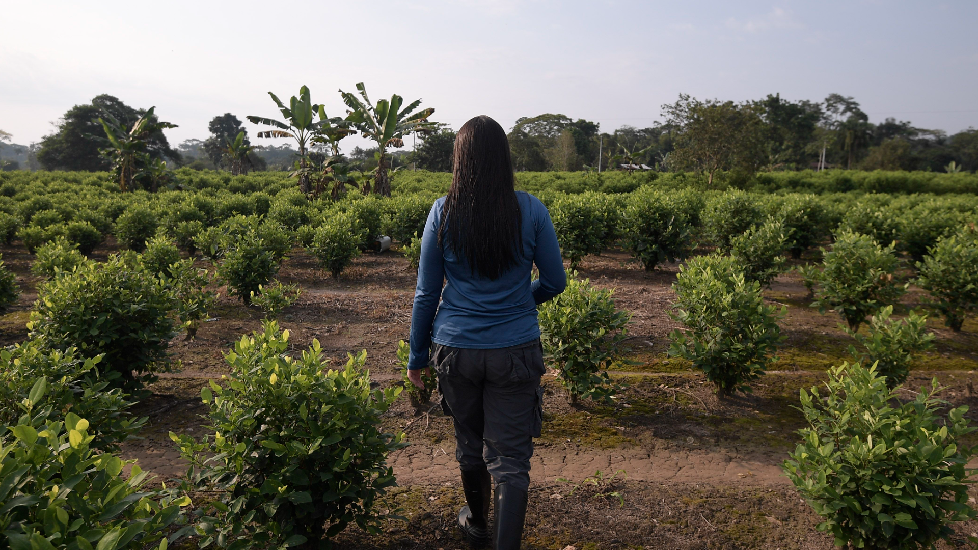 Aumento del 6,3 % en cultivos de coca en 2024 motivó el regreso del glifosato