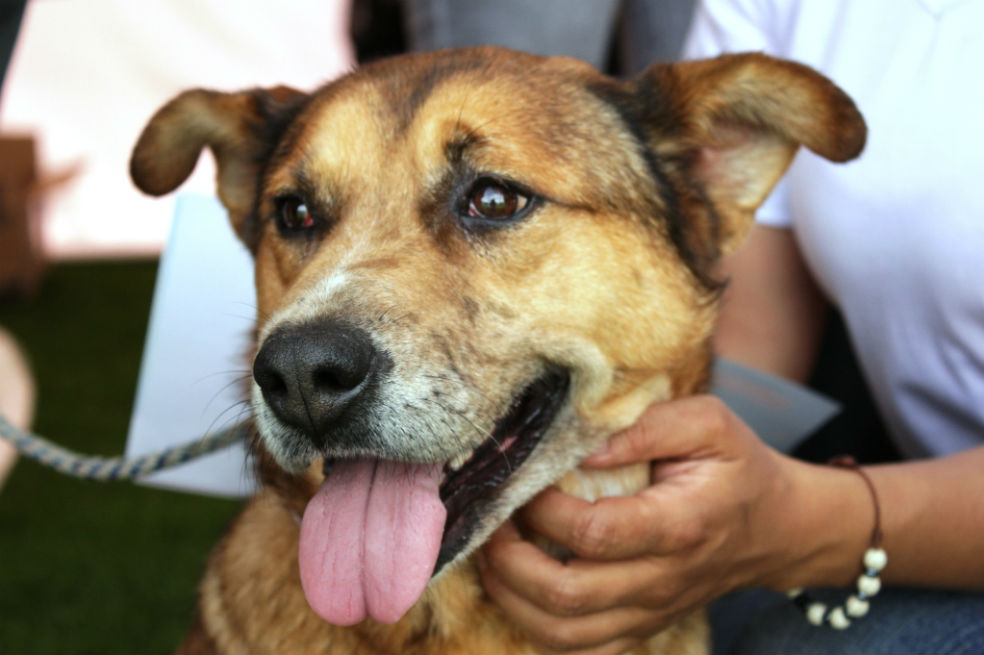 ¿Quiere tener una mascota? Este domingo hay nueva jornada de adopción en Bogotá