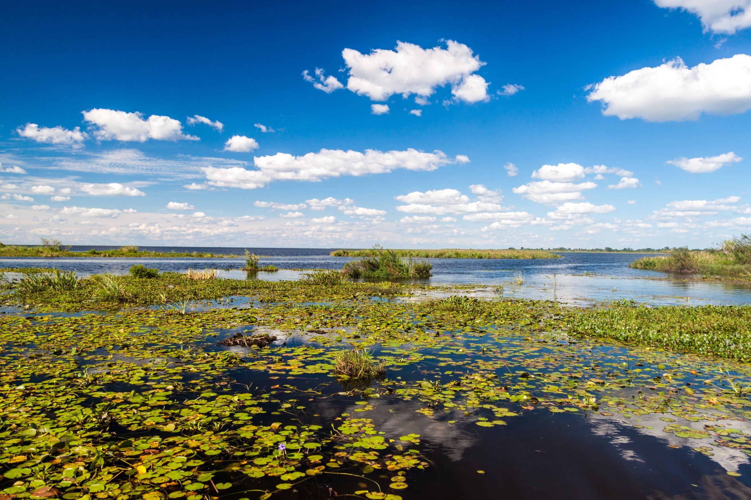Los Esteros del Iberá son un paraíso natural que sorprende por la abundancia de su fauna y la belleza simple de su paisaje.