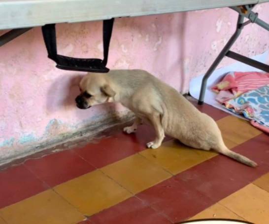 Piden ayuda para Zoe, perrita atropellada en el Amazonas que hoy no puede caminar