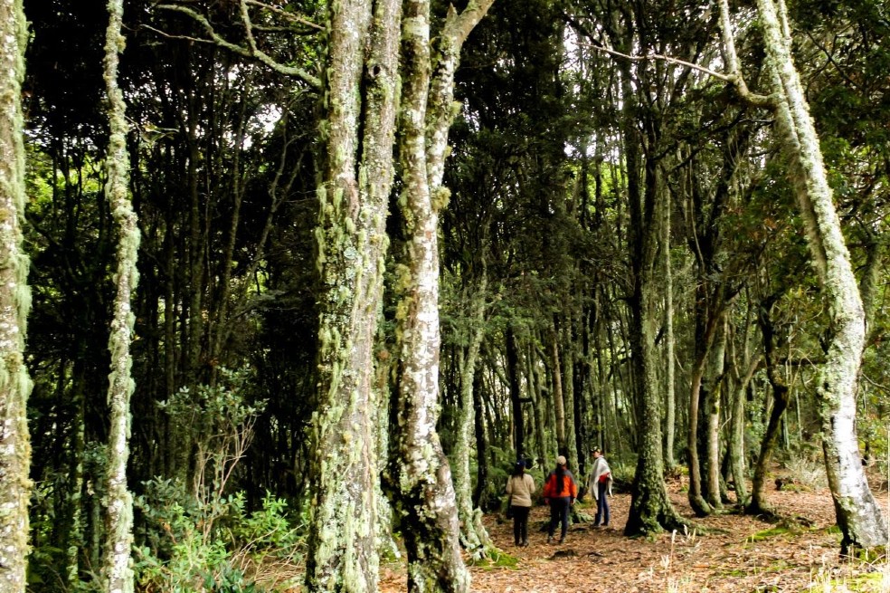 La comunidad que busca salvar al roble negro de la extinción
