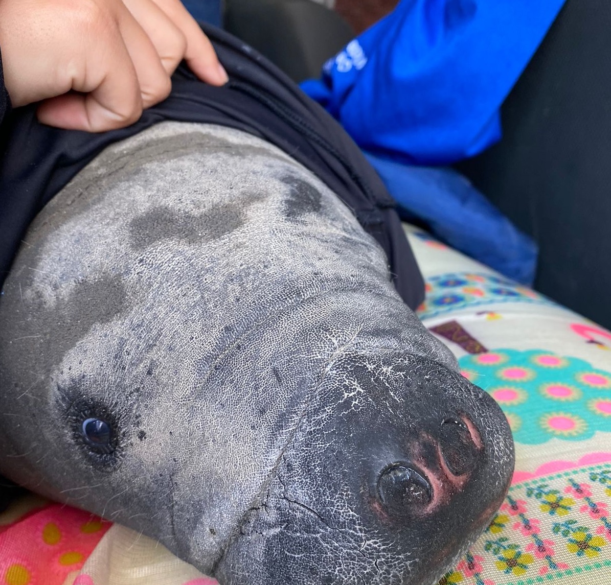 En imágenes: encontraron varado a este bebé manatí en el río Magdalena