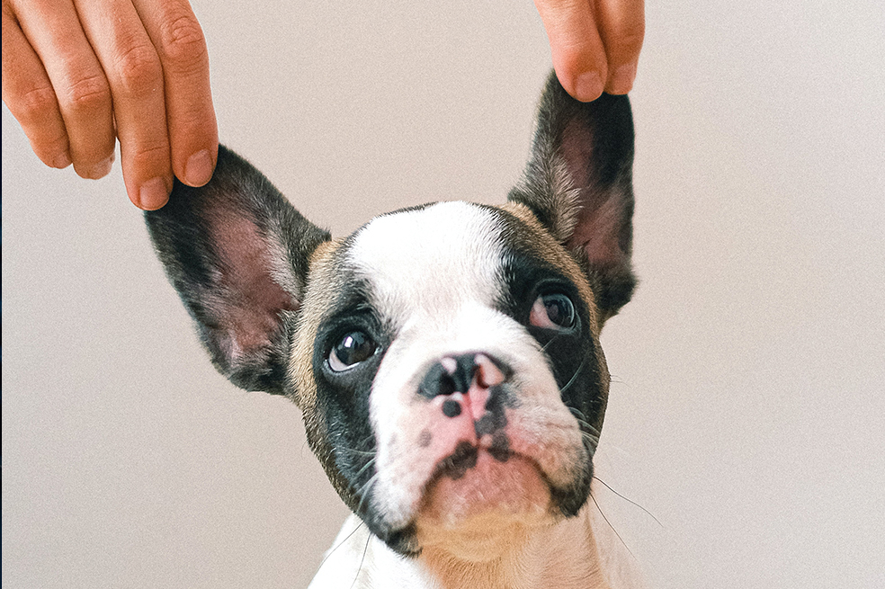 ¡Por tu voz! Así es que te reconoce tu perro, más que por tu olor