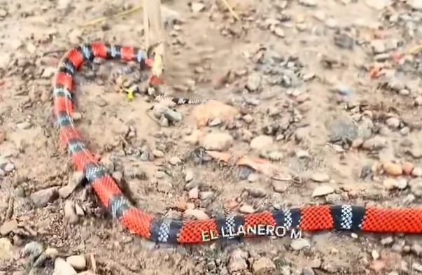 Investigan a creador de contenido que se grabó quemando viva a una serpiente