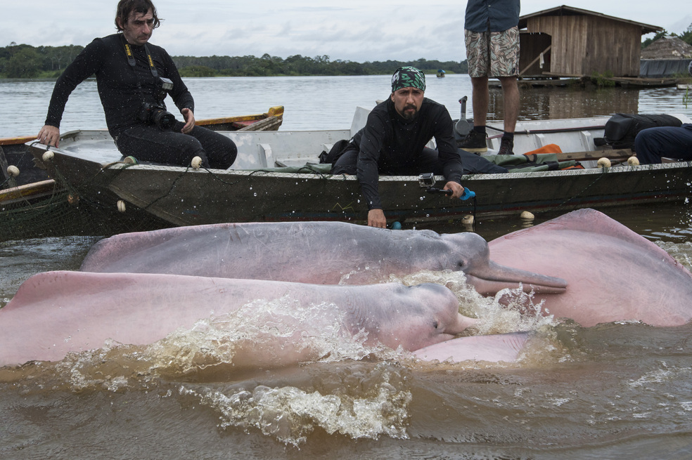 Científicos de la Iniciativa de Delfines de Río de Suramérica (SARDI, por su sigla en inglés) que, desde 2017, promueve el trabajo de conservación regional de las poblaciones de delfines suramericanos y los ríos que habitan. Foto tomada en Puerto Nariño, Amazonas, mientras desarrollan actividades de marcaje para monitoreo satelital.