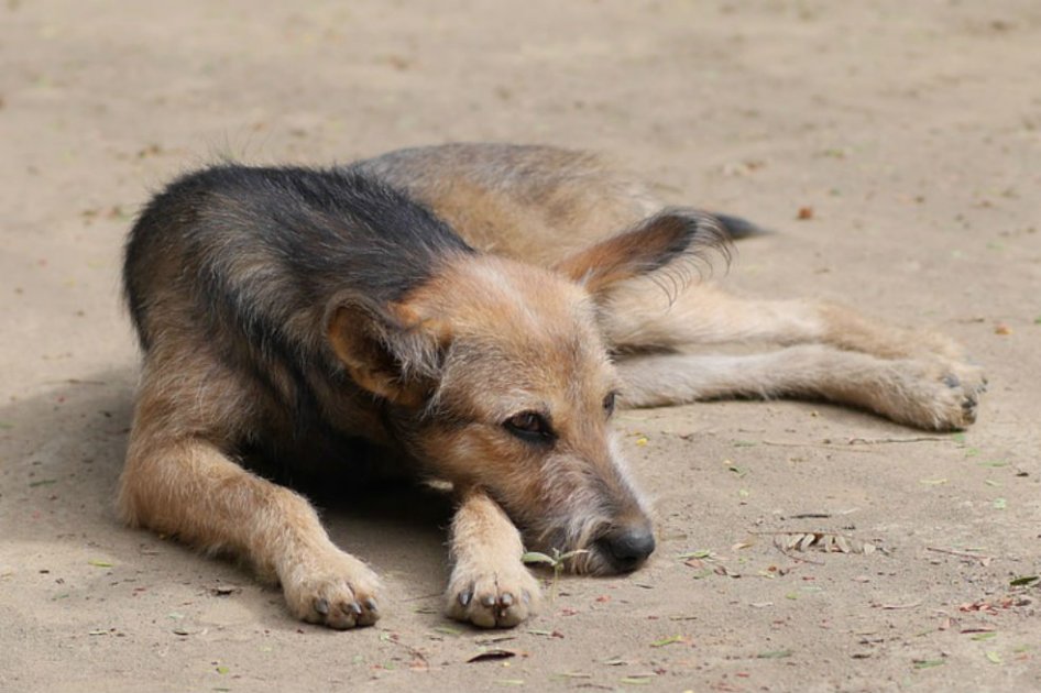 Animales callejeros en Bogotá ahora serán esterilizados y vacunados en 48 horas