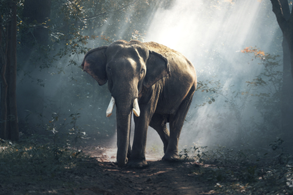 Soñar con animales: descubre su mensaje secreto