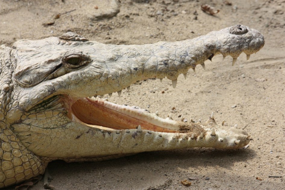 Las tres preguntas más frecuentes sobre ataques de cocodrilos