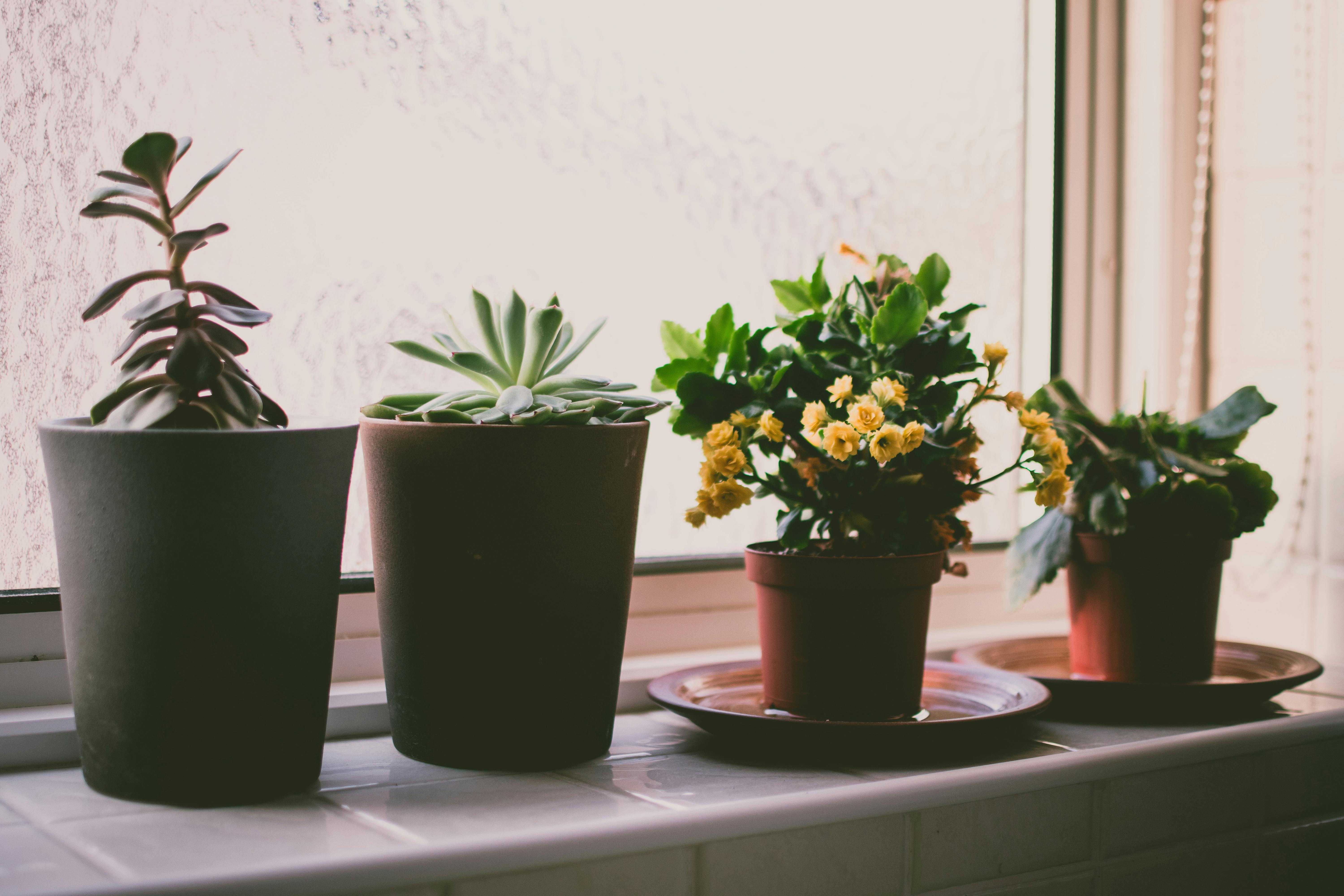 Seis flores y plantas de interior para regalar en el Día de la Madre