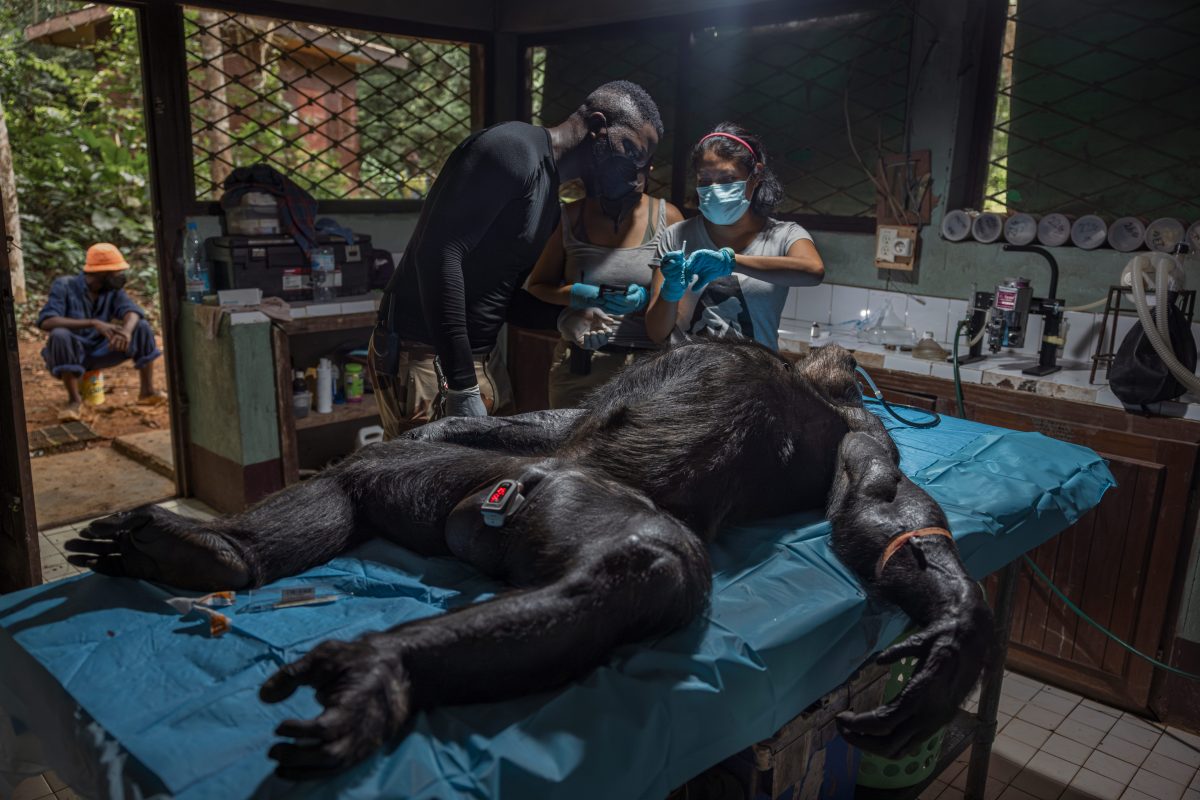 Ganador de ‘Ecologistas en acción’: En el Santuario Sanaga-Yong, un equipo de técnicos y veterinarios de este santuario y de Ape Action Africa, ambos centros coordinados por la Alianza Panafricana de Santuarios, examinan a un chimpancé que se encuentra en rehabilitación a largo plazo tras haber sido rescatado del tráfico ilegal. Estos expertos deben estar preparados para tratar a cada individuo y cada caso derivado del tráfico ilegal y la caza furtiva.