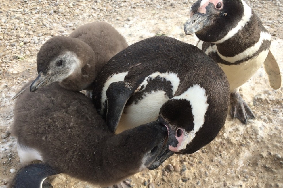 Ola de calor extremo de 2019 mató a 354 pingüinos